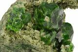 Lustrous Rich-Green Demantoid Garnets on Matrix - Iran #337056-1
